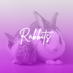 rabbits_1770692272