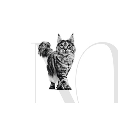 maine-coon-adult-vet-vhn-emblematic