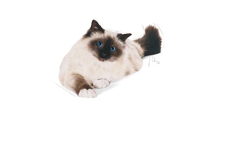 hairball back illustr fcn16